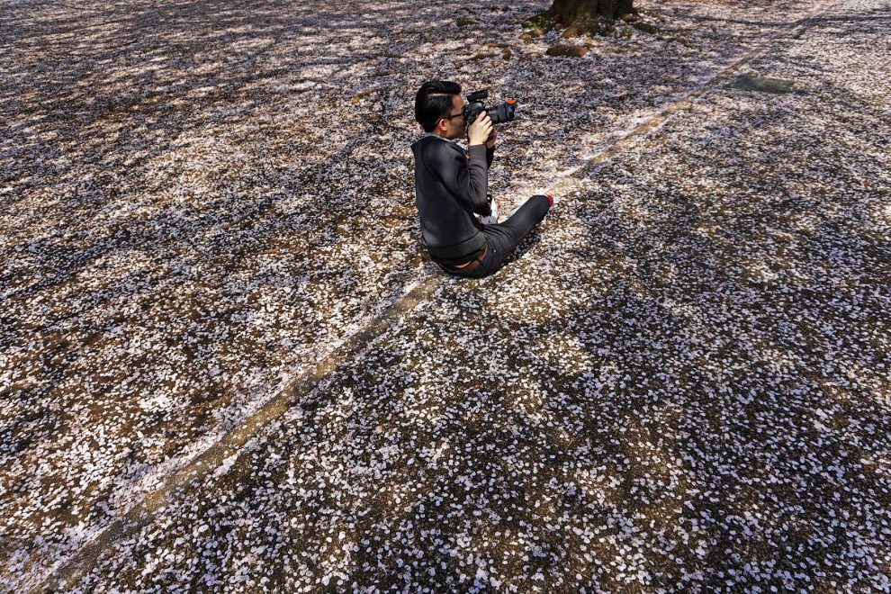 Цветение вишни