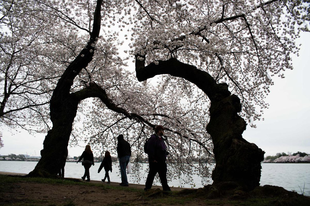 Цветение вишни