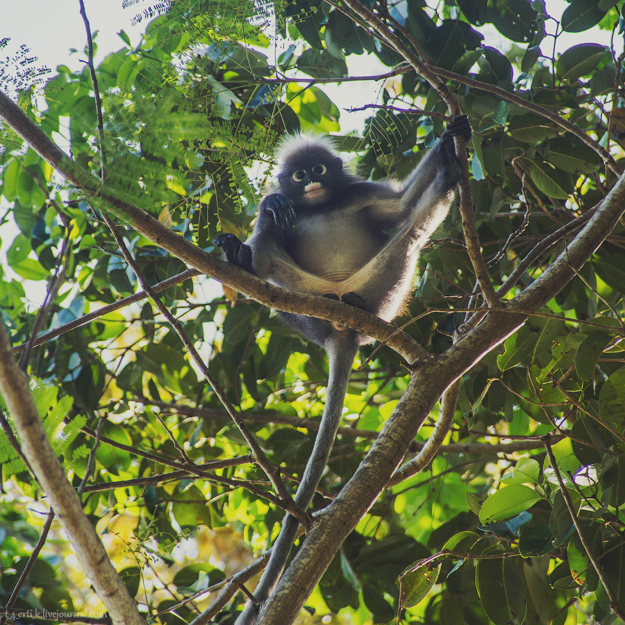 Краби. Полуостров Рейли