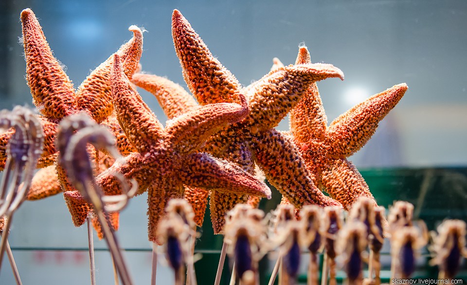 Гастрономический Китай Гастрономический Китай