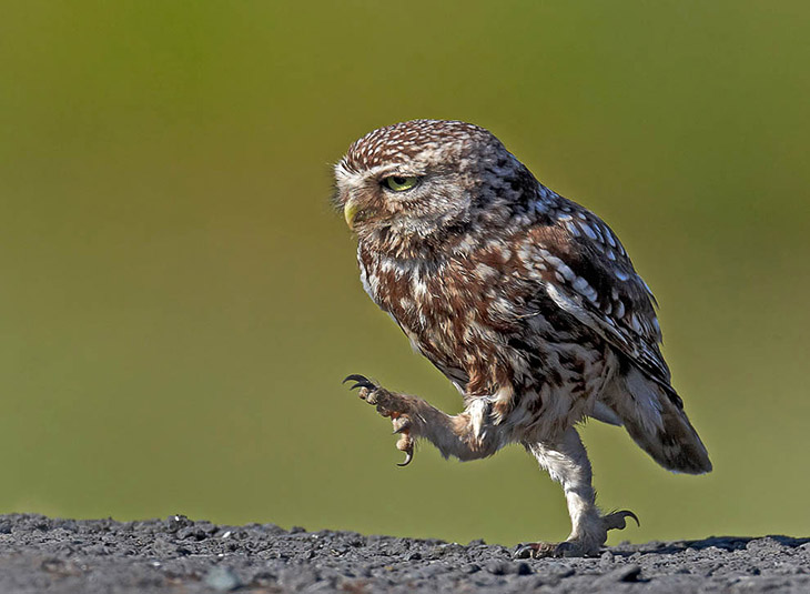 Животные. Без комментариев