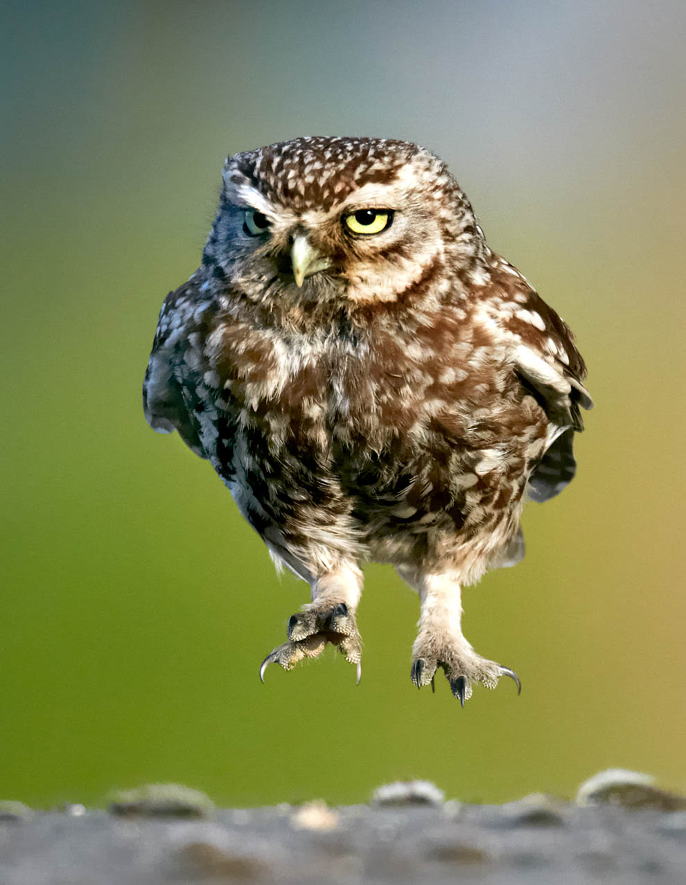 Животные. Без комментариев