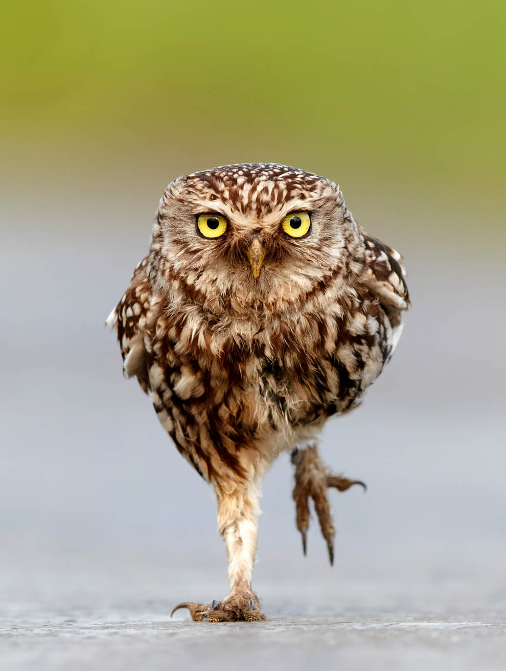 Животные. Без комментариев