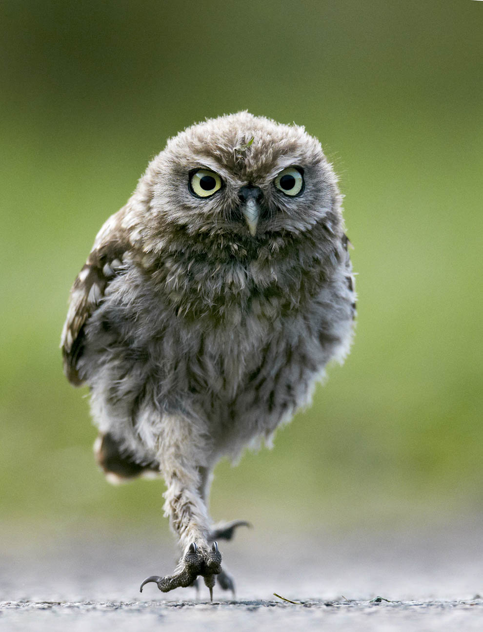 Животные. Без комментариев