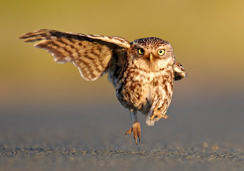 Животные. Без комментариев