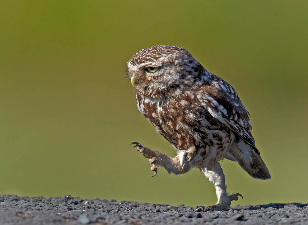 Животные. Без комментариев