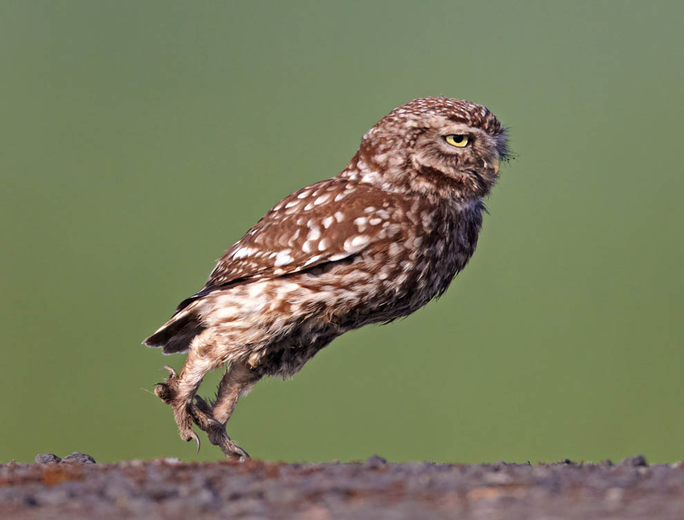 Животные. Без комментариев