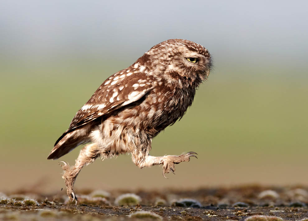 Животные. Без комментариев