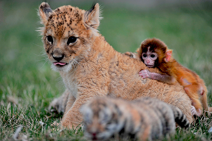 Животные. Без комментариев