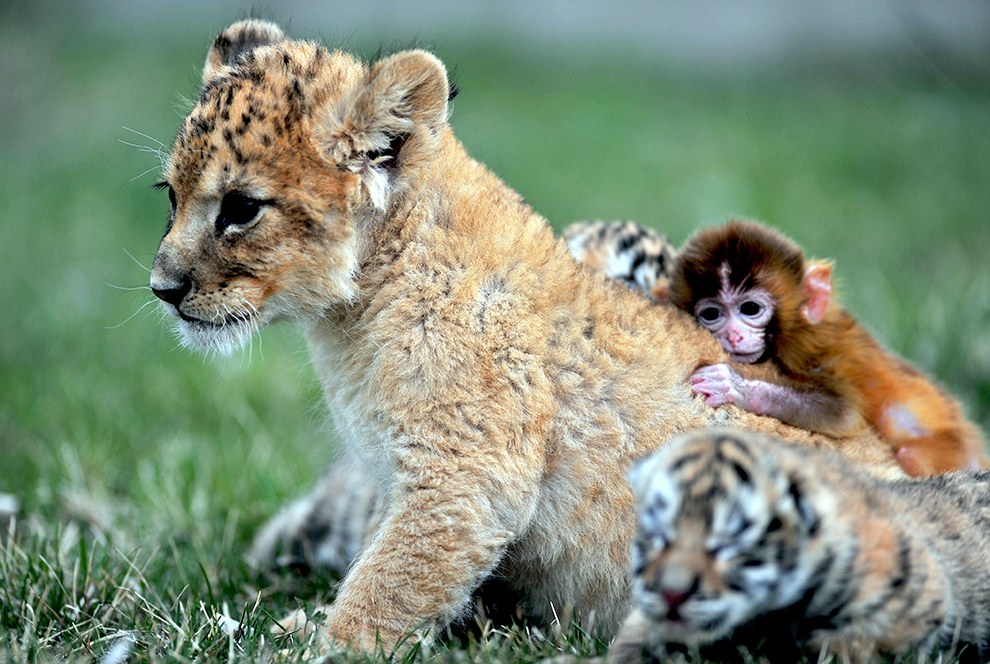 Животные. Без комментариев