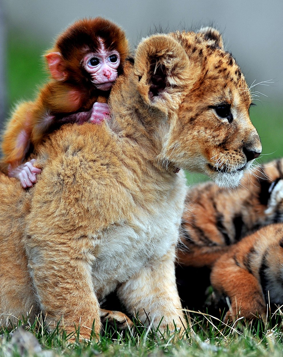 Животные. Без комментариев