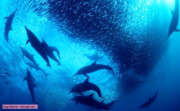 Интересные факты о дельфинах