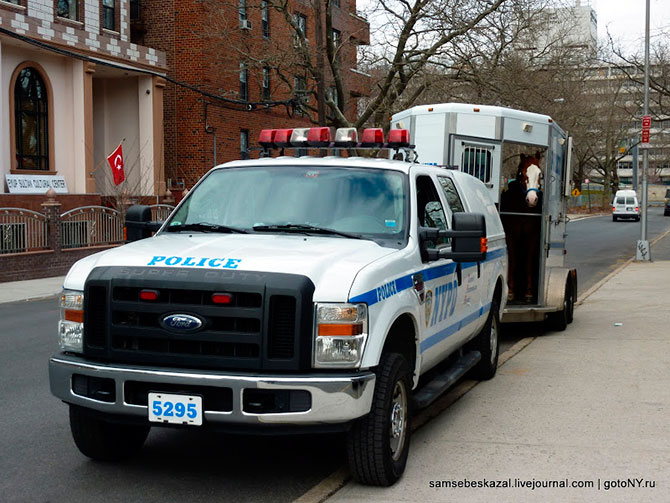 Автомобили нью-йоркской полиции (36 фото)
