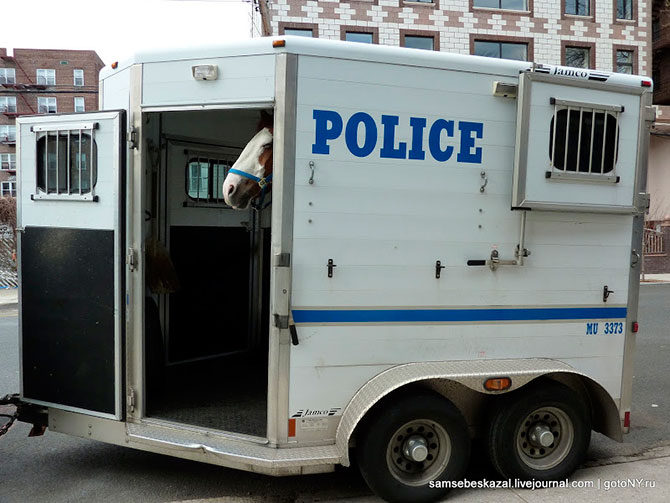 Автомобили нью-йоркской полиции (36 фото)