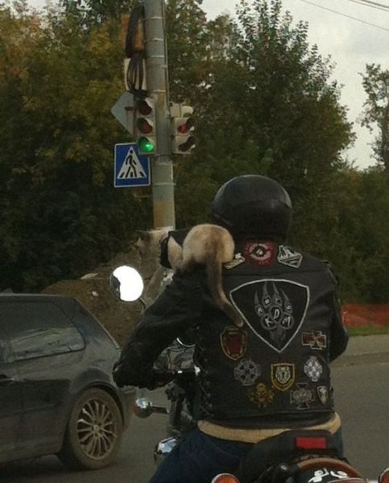 Дела автомобильные