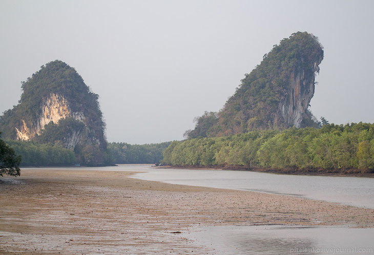 Илистые прыгуны