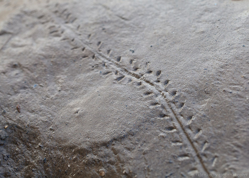 Илистые прыгуны