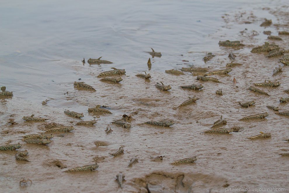 Илистые прыгуны