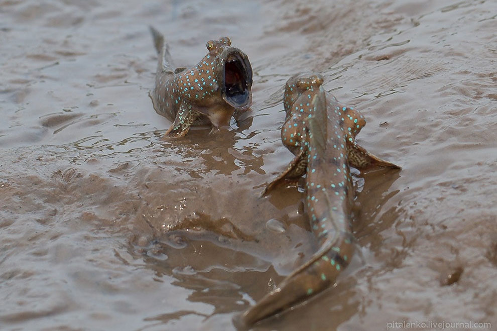 Илистые прыгуны