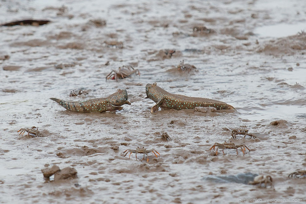 Илистые прыгуны