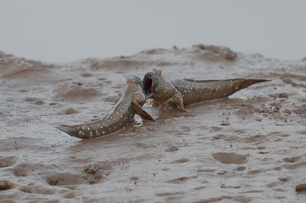 Илистые прыгуны