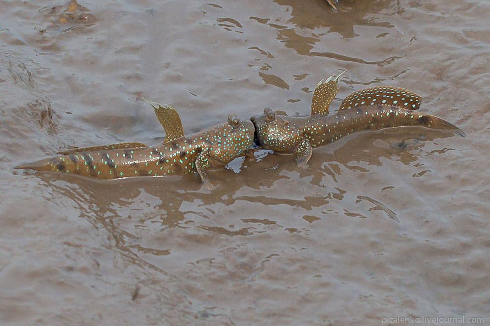 Илистые прыгуны