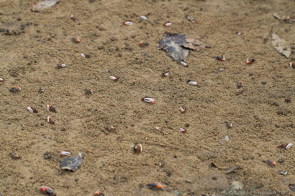 Илистые прыгуны