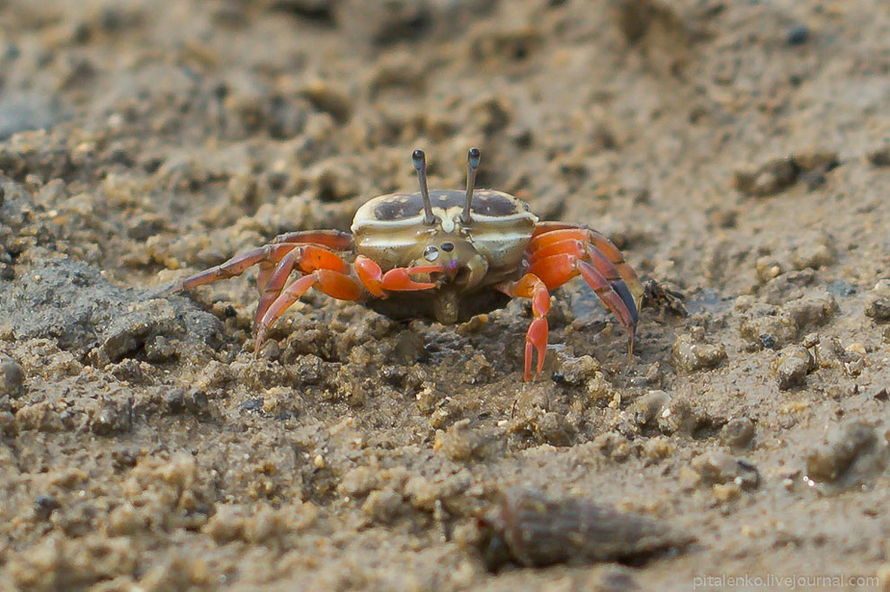 Илистые прыгуны