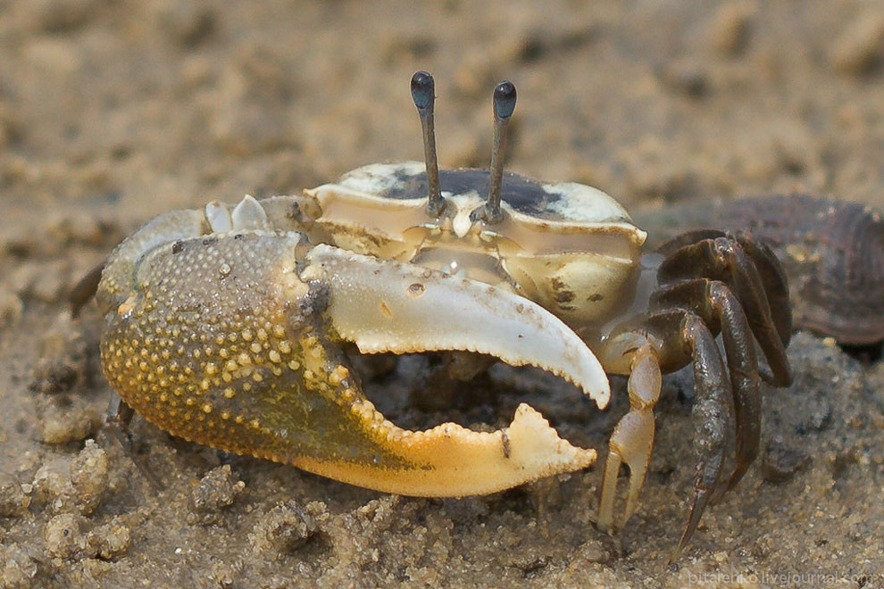 Илистые прыгуны