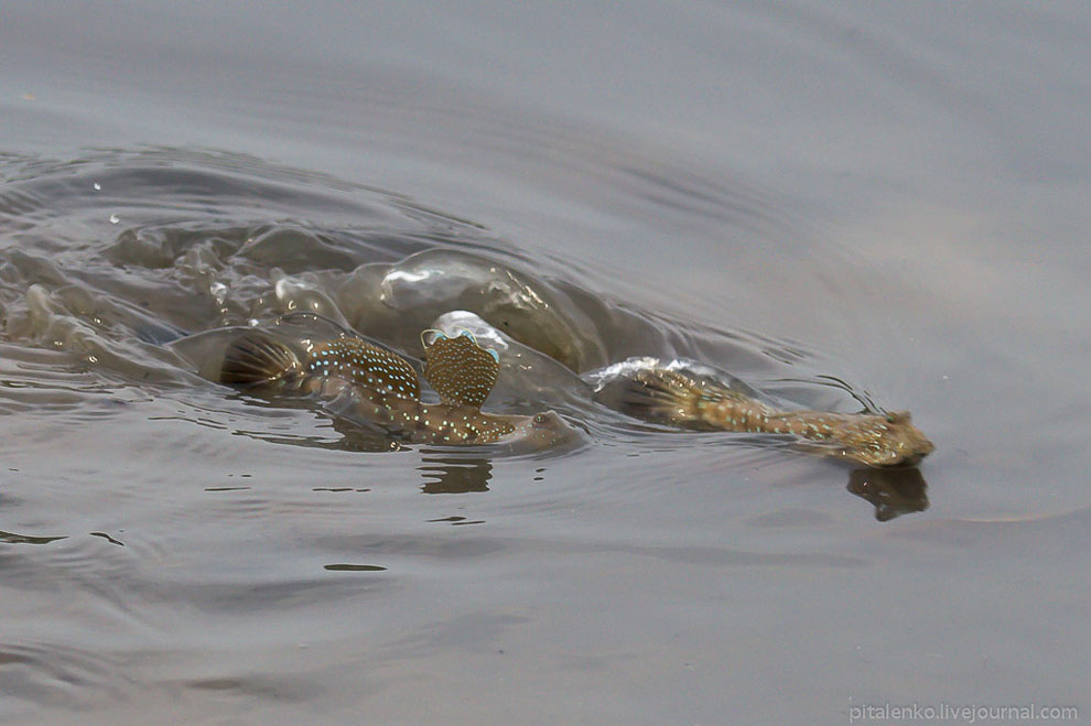 Илистые прыгуны