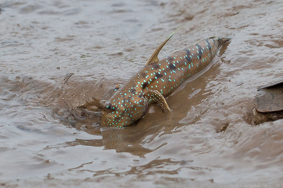 Илистые прыгуны