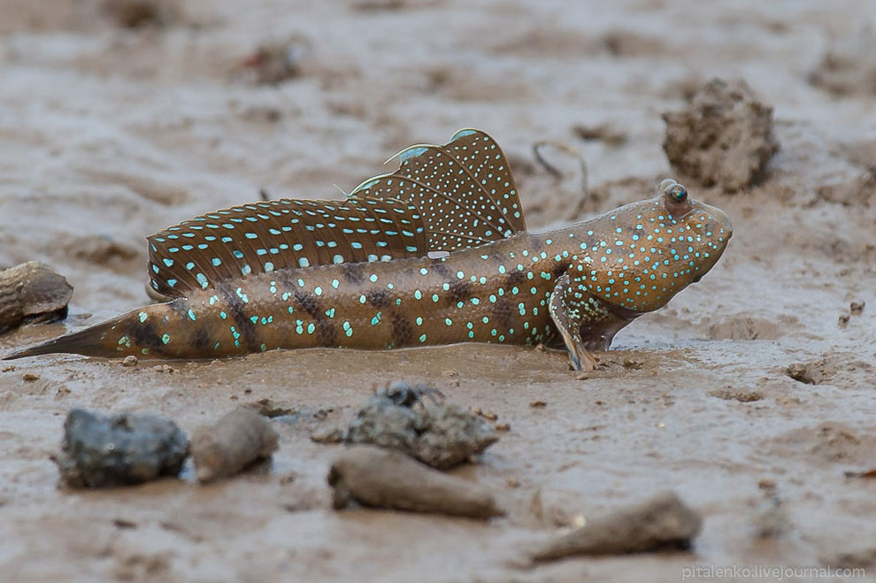 Илистые прыгуны