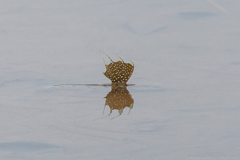 Илистые прыгуны