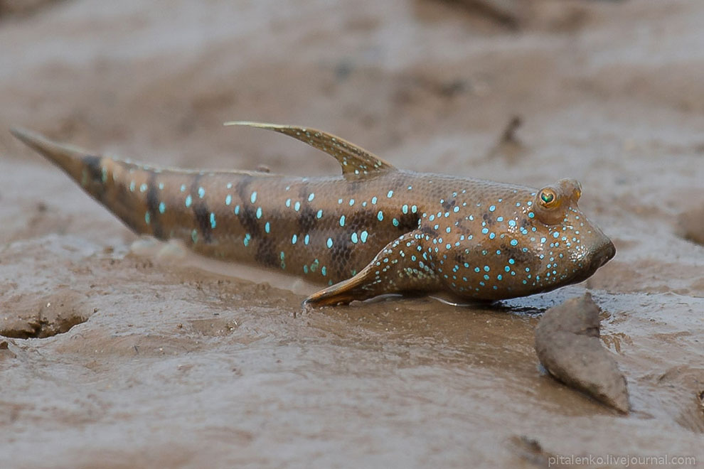 Илистые прыгуны