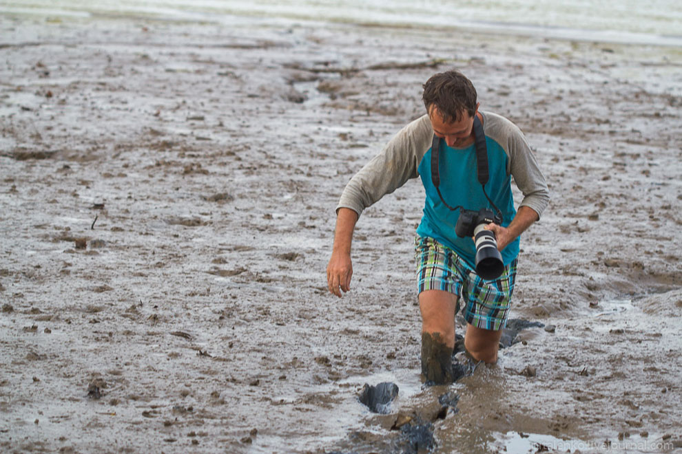 Илистые прыгуны