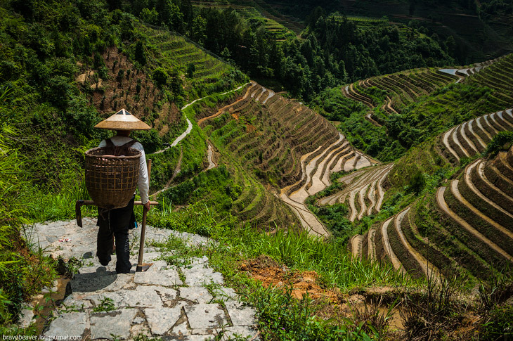 Рисовые террасы в Лонгшень Рисовые террасы в Лонгшень