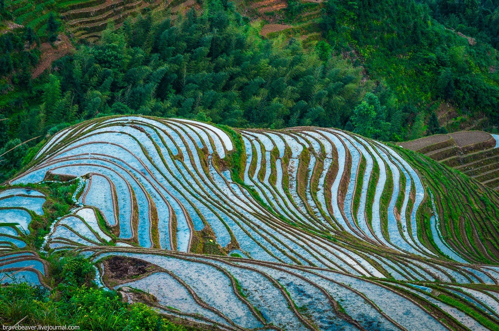 Рисовые террасы в Лонгшень Рисовые террасы в Лонгшень