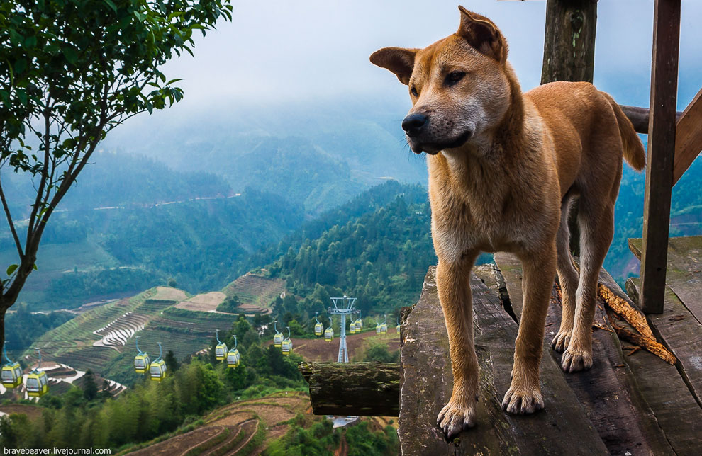 Рисовые террасы в Лонгшень Рисовые террасы в Лонгшень