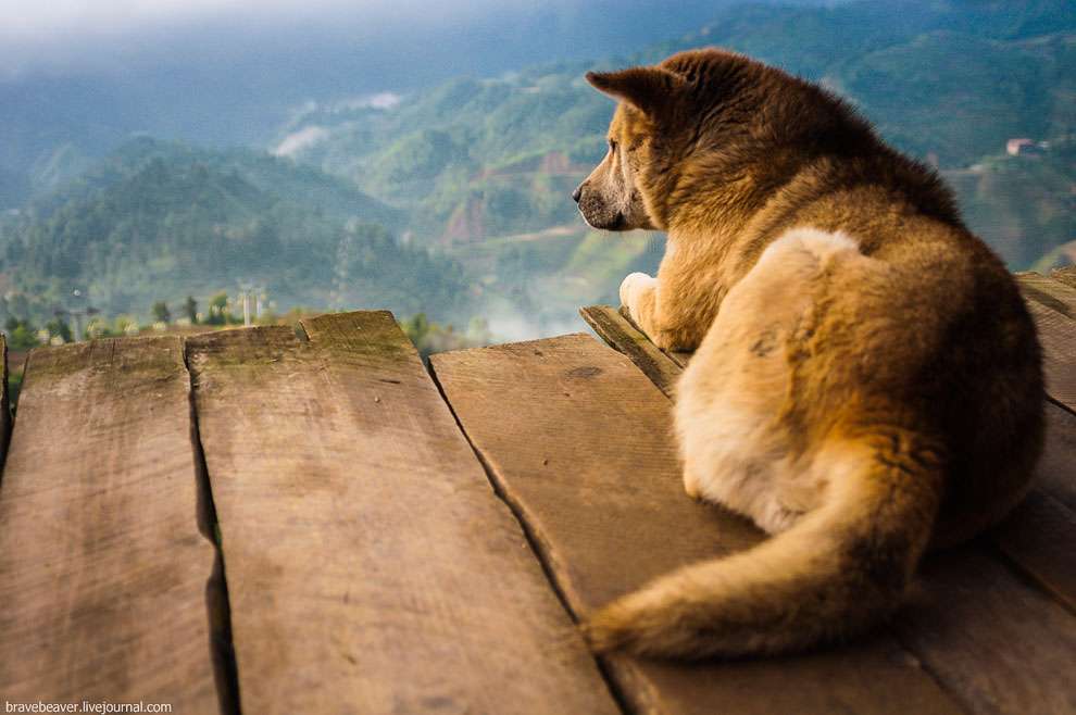 Рисовые террасы в Лонгшень Рисовые террасы в Лонгшень
