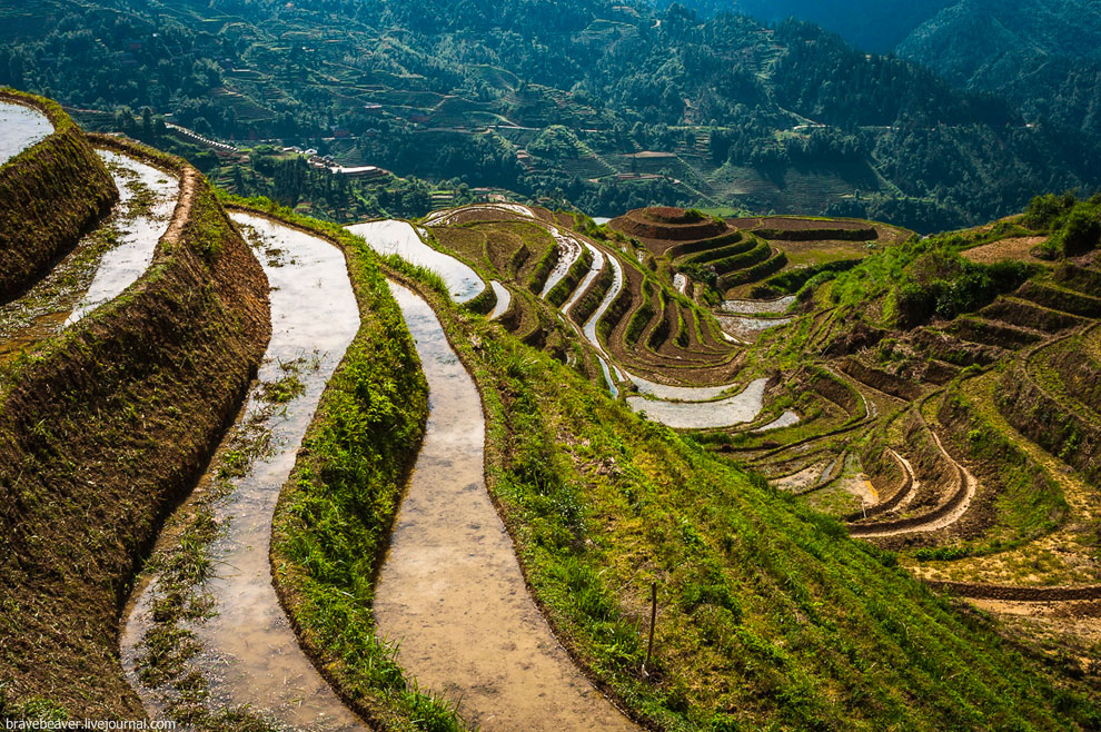 Рисовые террасы в Лонгшень Рисовые террасы в Лонгшень