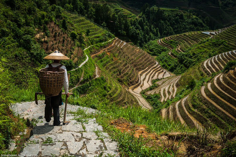 Рисовые террасы в Лонгшень Рисовые террасы в Лонгшень