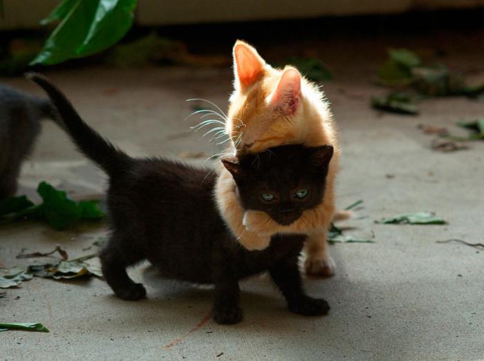 Прикольные картинки