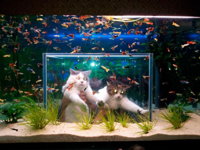 Прикольные картинки