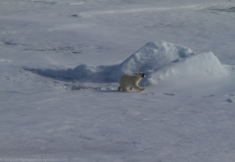 Белые медведи