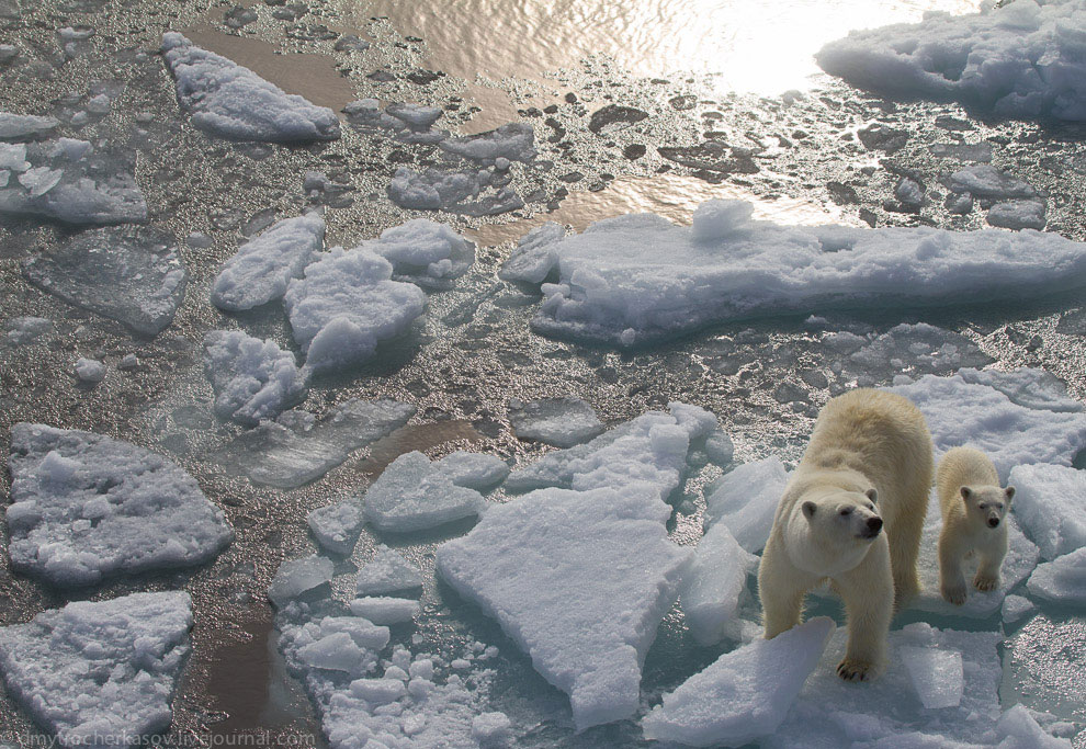 Белые медведи