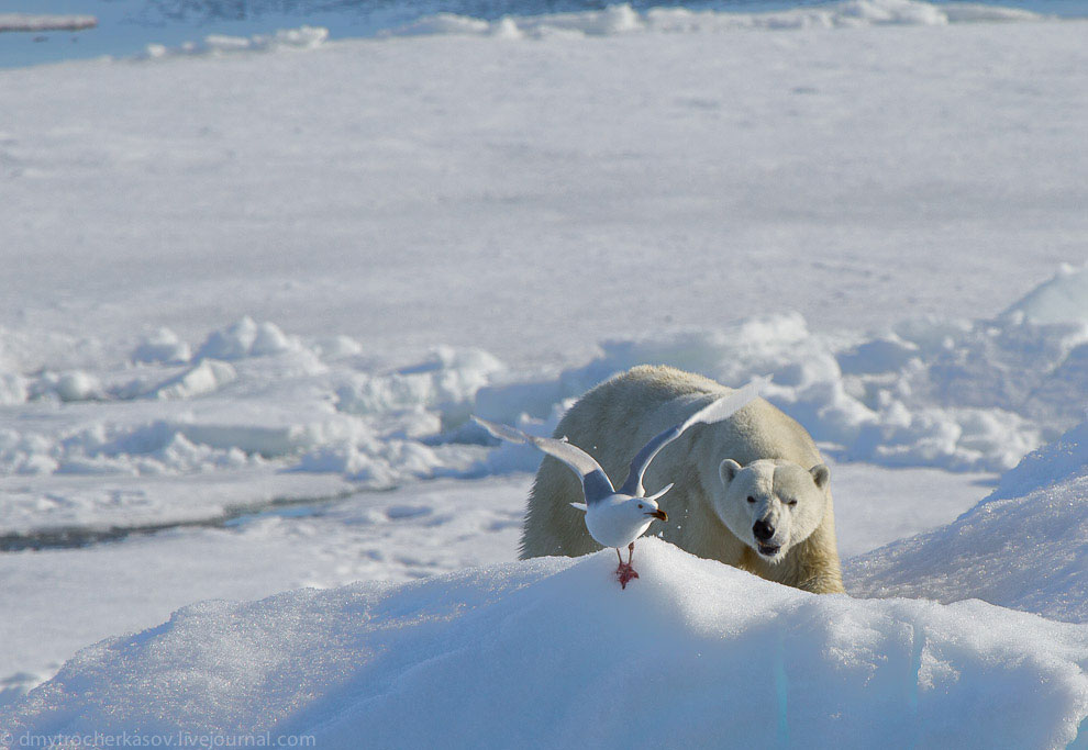 Белые медведи