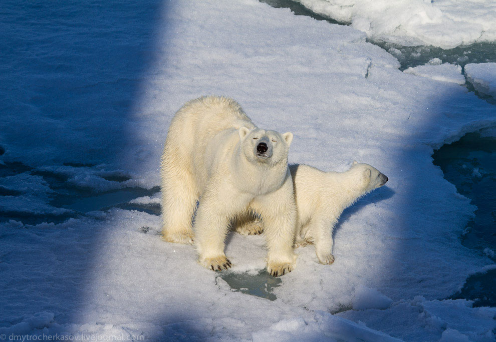 Белые медведи
