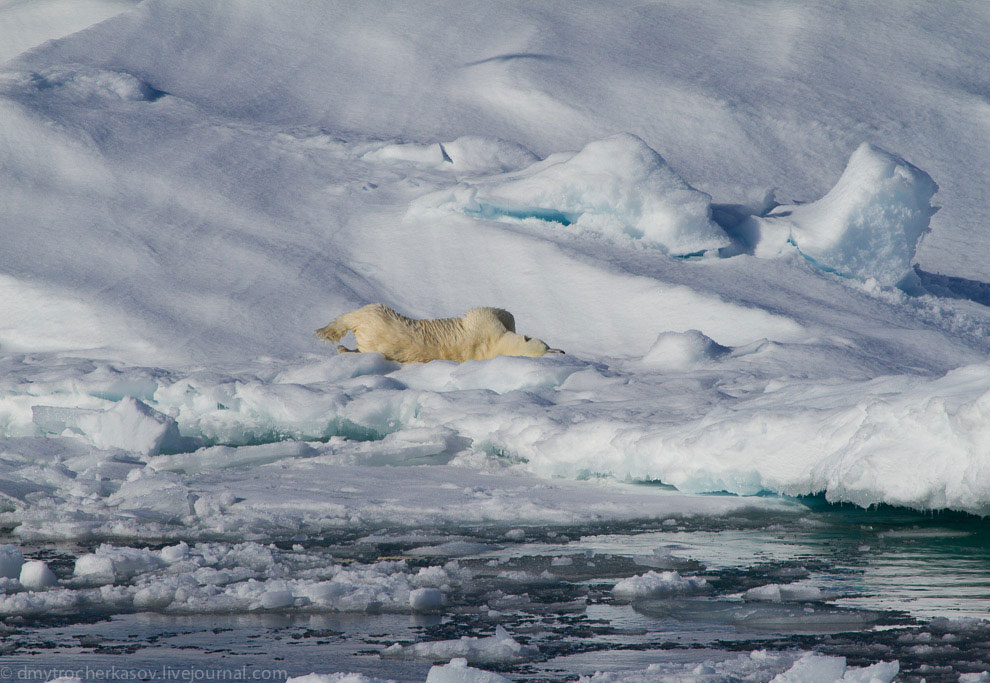 Белые медведи