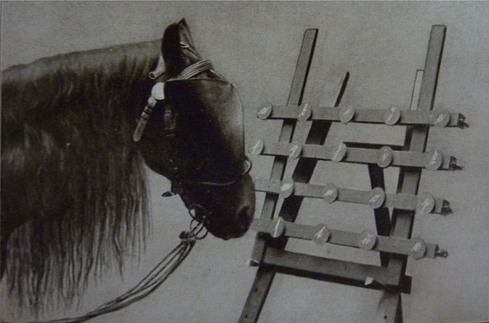 Умный Ганс Умный Ганс