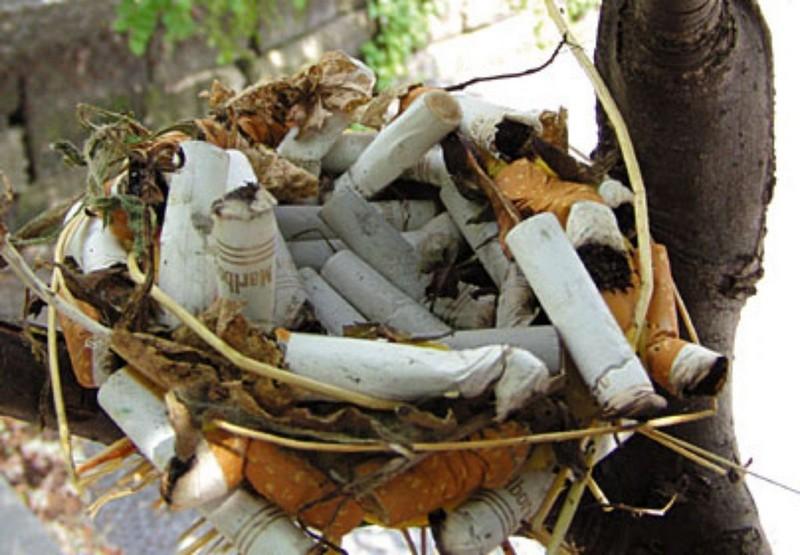 Кури - птицам это нравится!